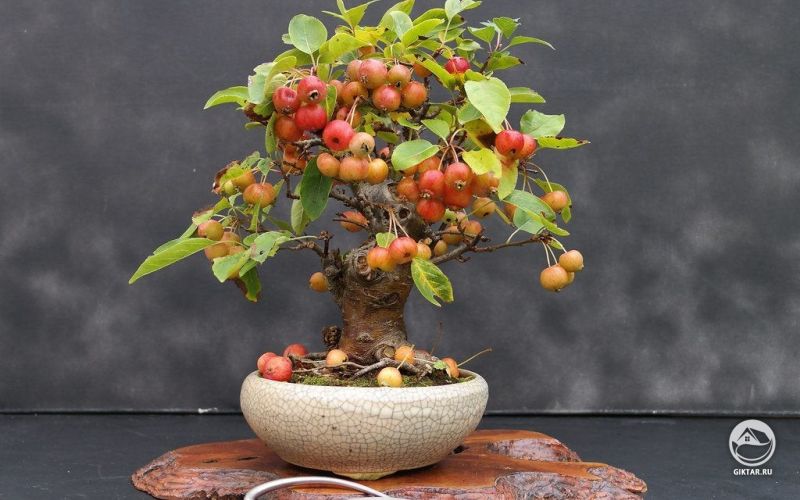 Бонсай яблоня с плодами