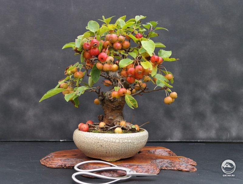Бонсай яблоня с плодами
