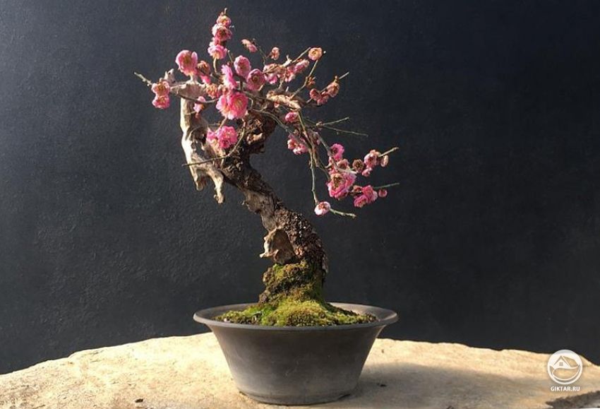 Слива японская (Prunus mime). Бонсай Слива японская (Prunus mime). Бонсай