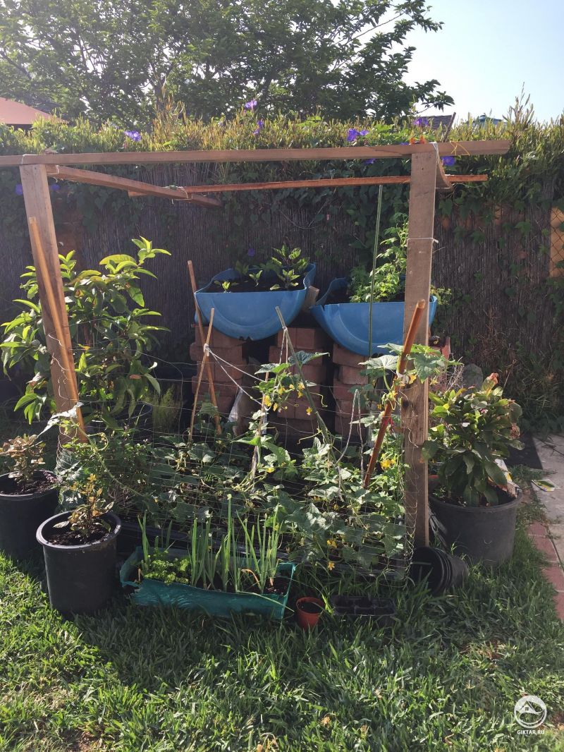 Мой небольшой огород. Клетка вокруг огурцы, потому что собака ворует их.