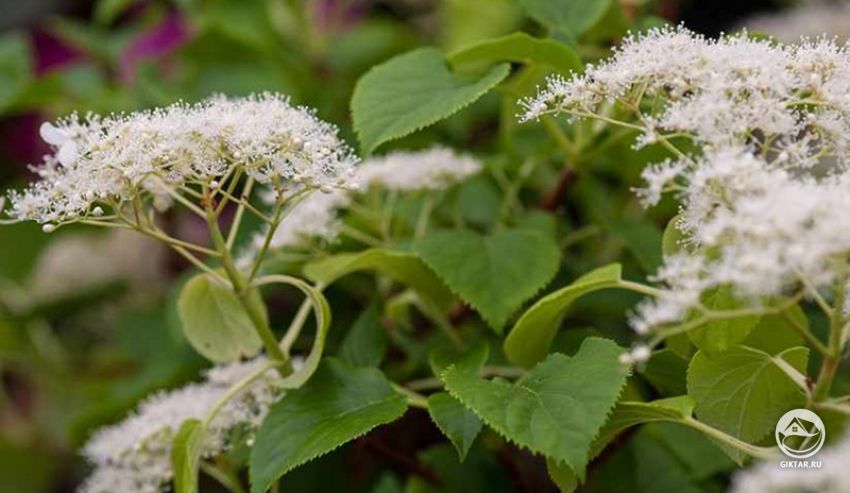Гортензия черешковая плетистая. Цветение Гортензия черешковая плетистая. Цветение