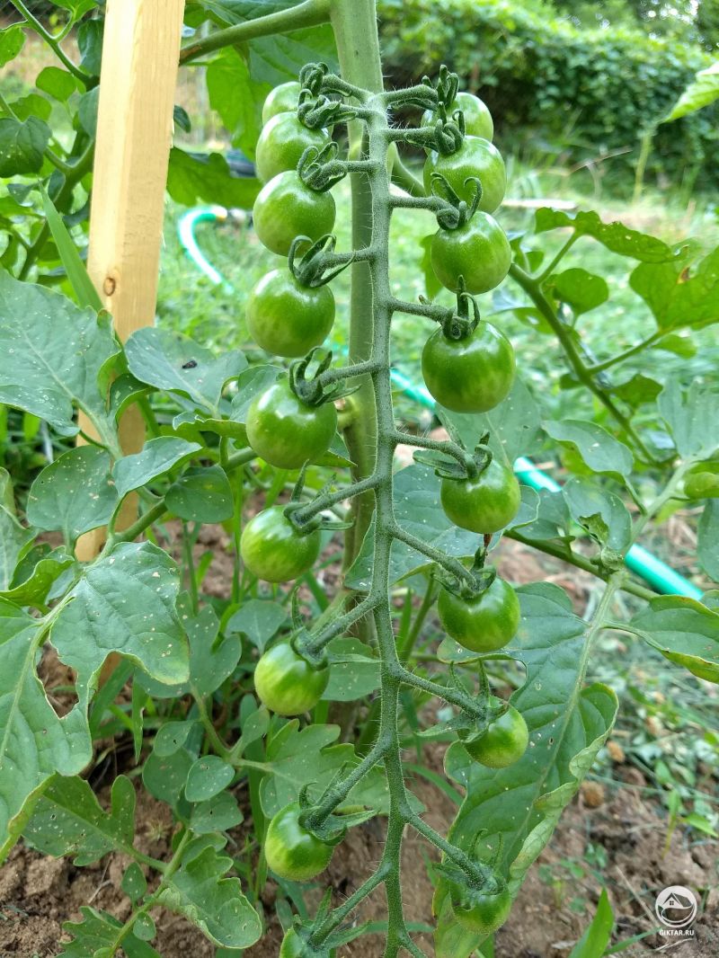 Я люблю симметрию помидоров-черри