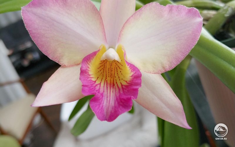 Каттлея Carmela