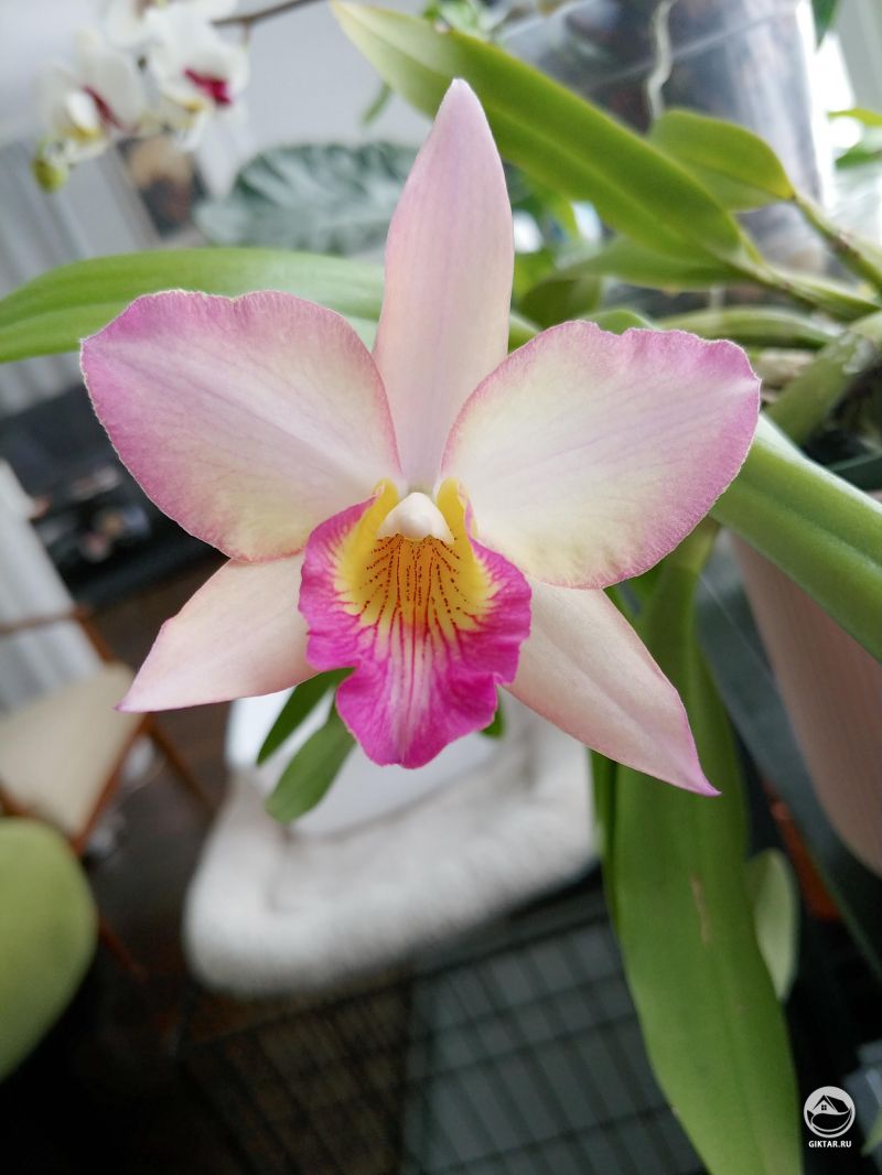 Каттлея Carmela