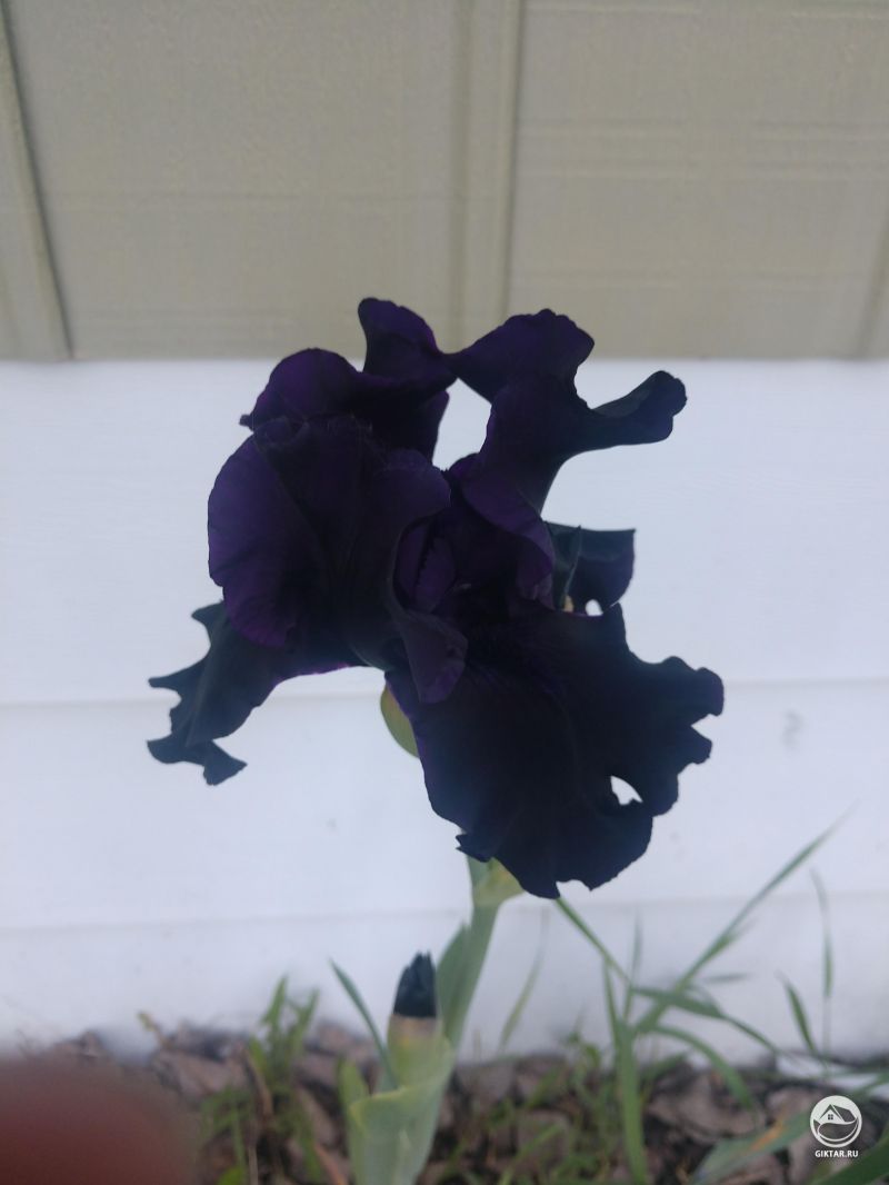 Темно-синий ирис