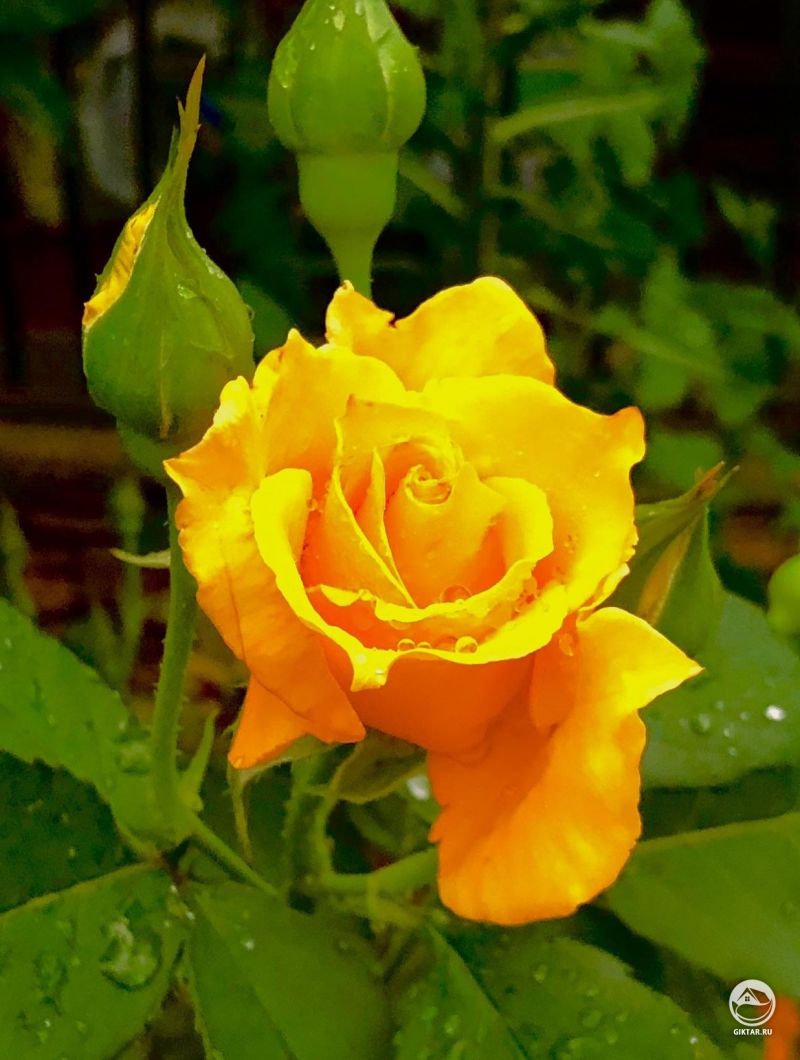 Желтая роза цветет.