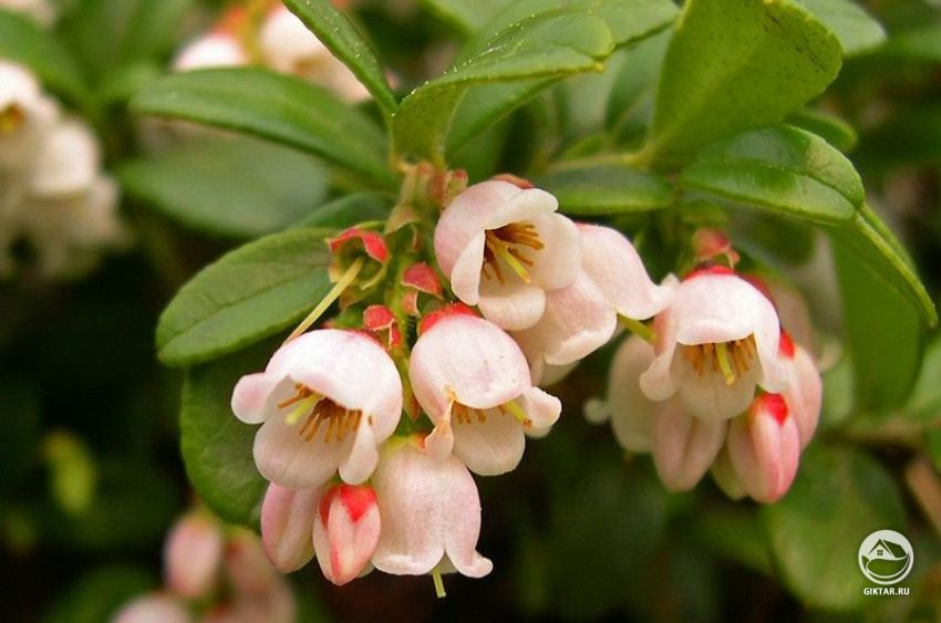 Цветки брусники Цветки брусники во время цветения