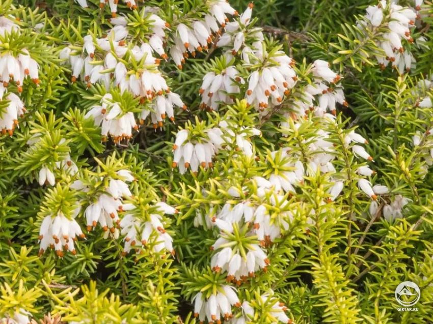 Эрика дарленская Эрика дарленская