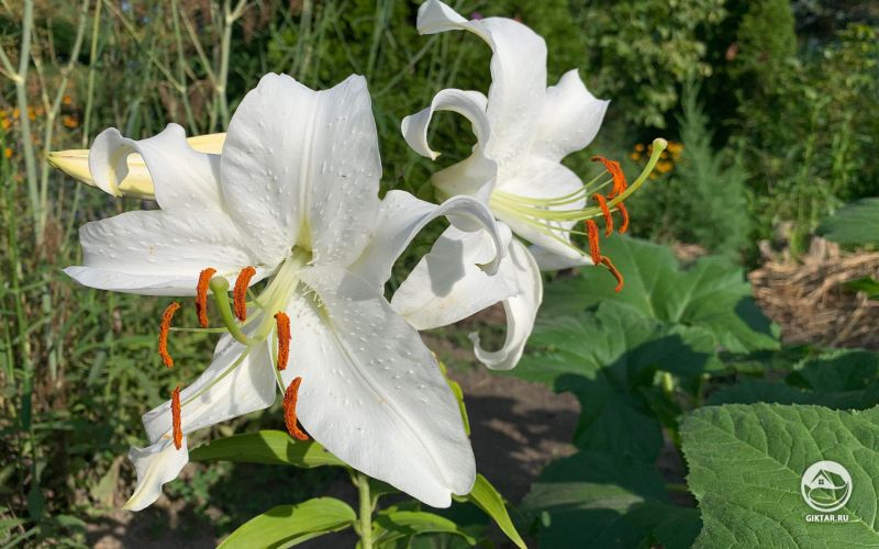 Белые лилии