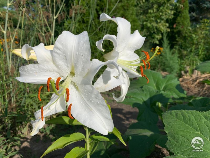 Белые лилии