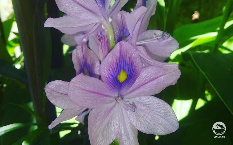 Эйхорния толстая (Водяной гиацинт)