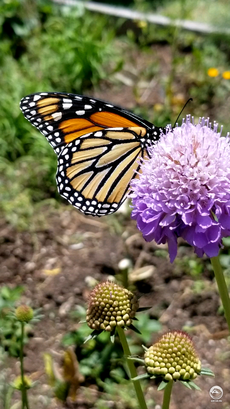 Бабочка Монарха прилетела сразу после.