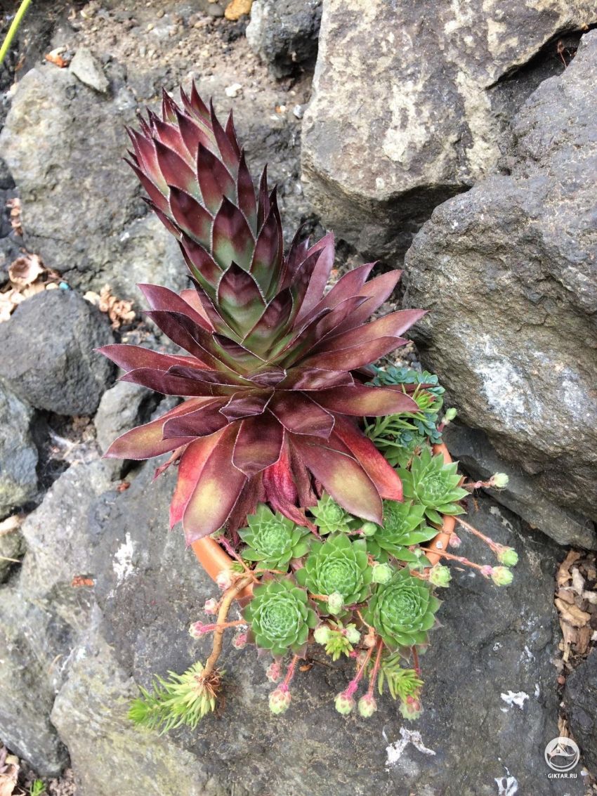 Это нормально? Оно будет цвести?!