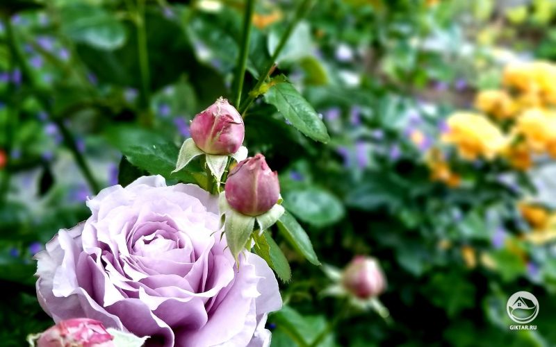 Сиреневые розы