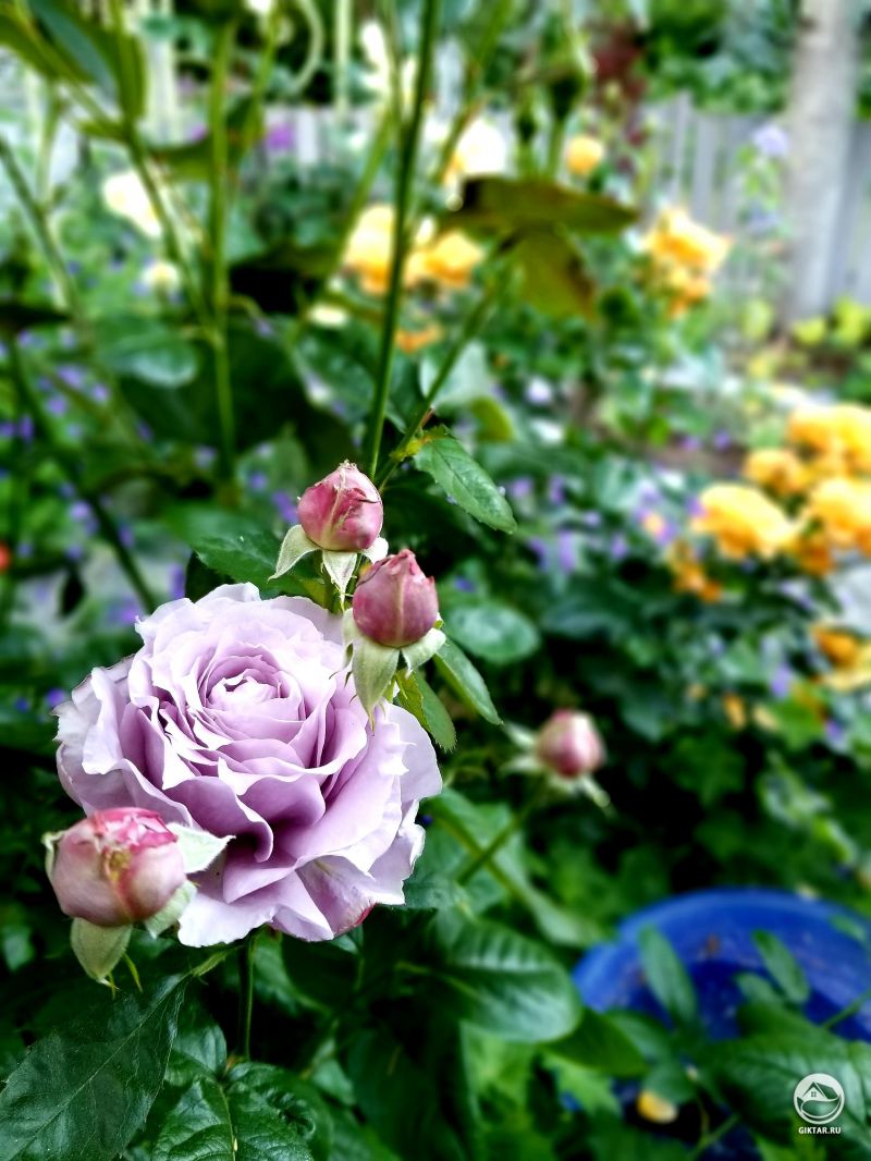 Сиреневые розы