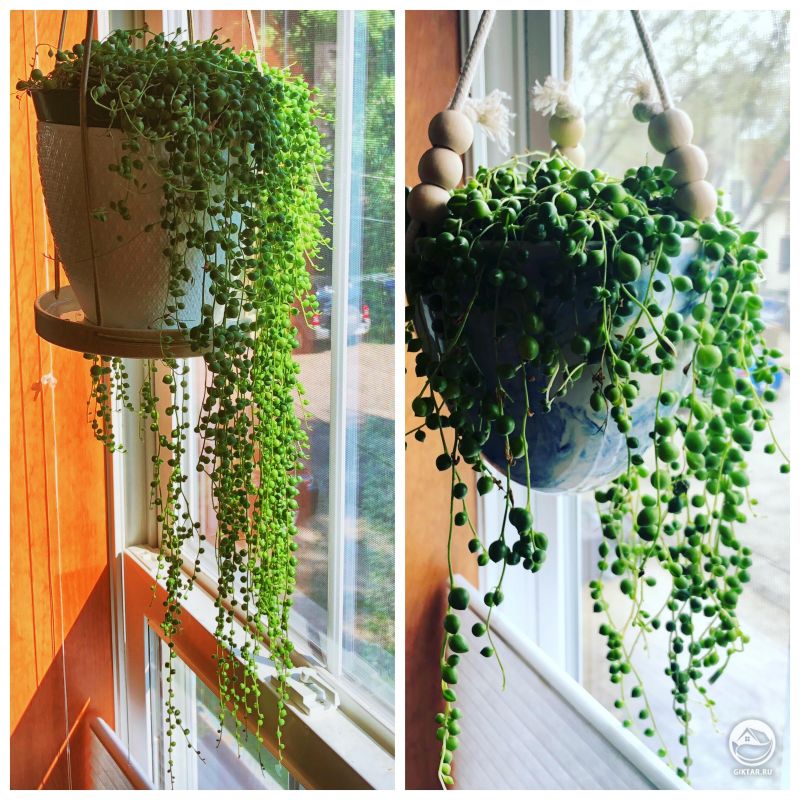 Мой крестовник Роули : прогресс за 3 месяца.