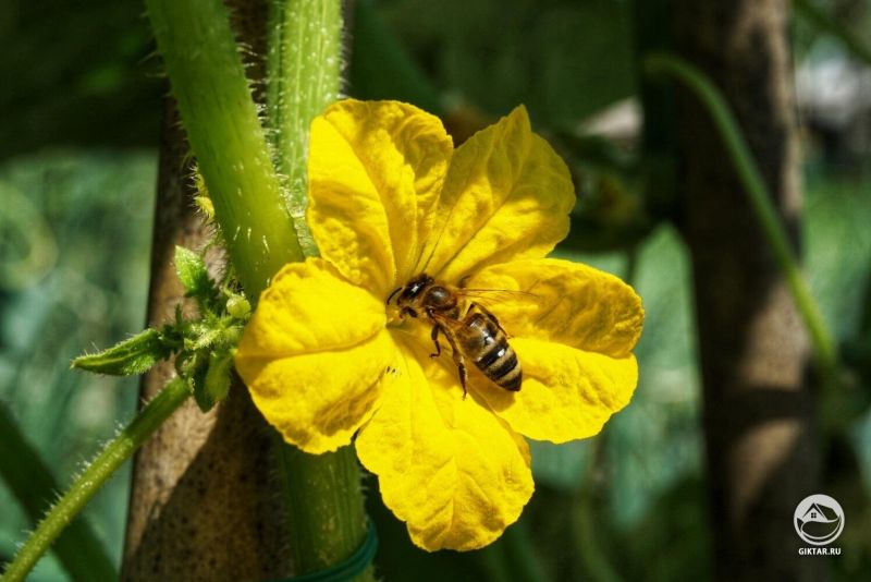 Воздух вокруг моих огурцов наполнен жужжанием.