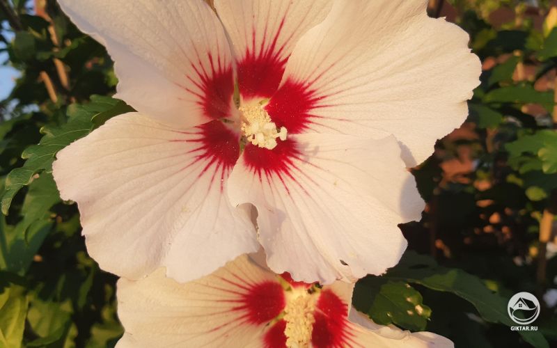 Прекрасное летнее цветение гибискуса !