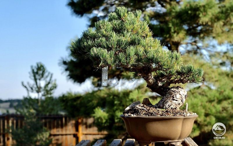 Японская белая сосна