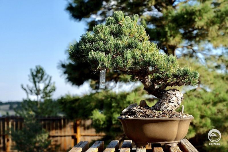 Японская белая сосна