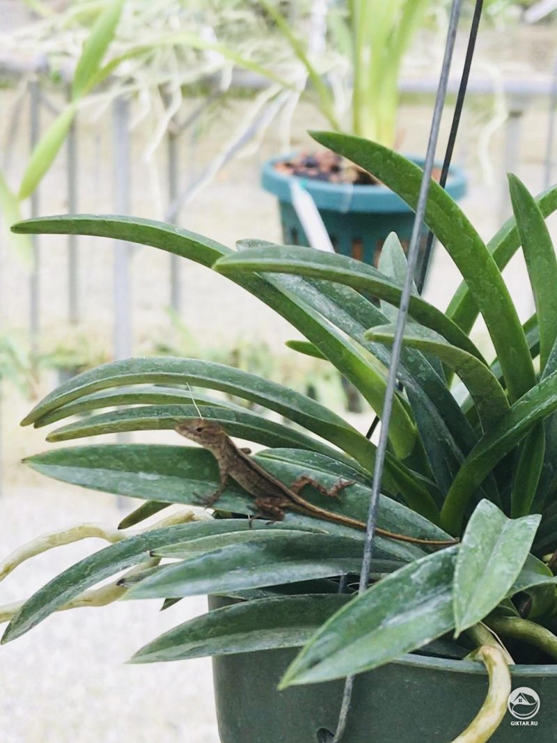 Малыш анолис наслаждается солнцем на Неофинетии серповидной