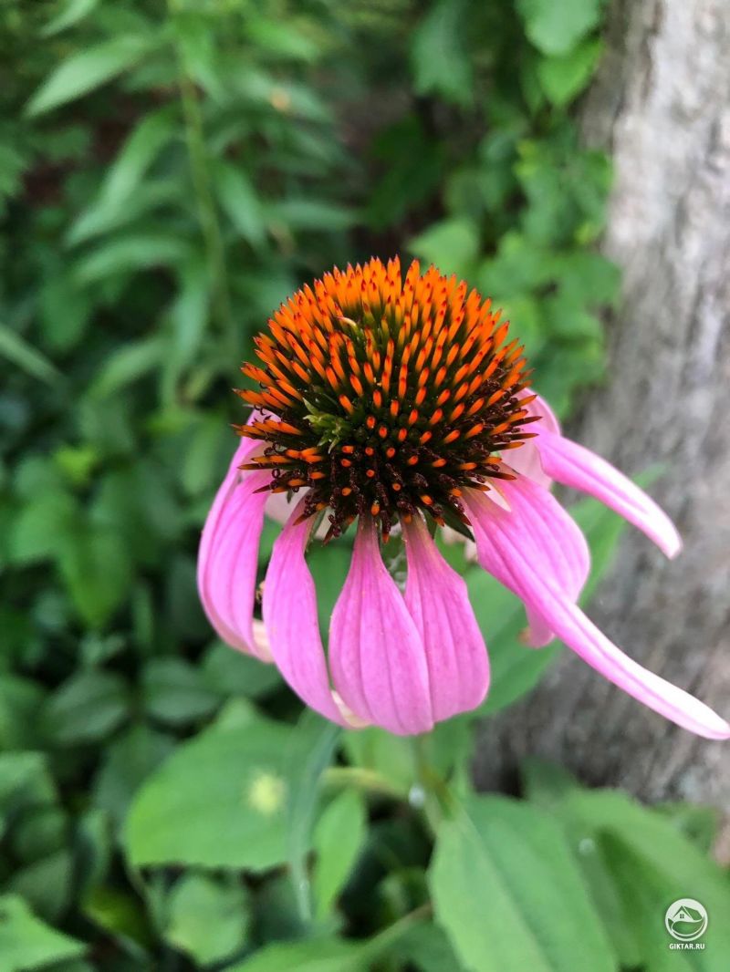 Украшение летнего сада - эхинацея