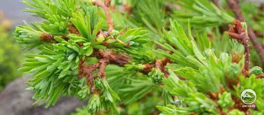 Хвоя лиственницы Хвоя лиственницы