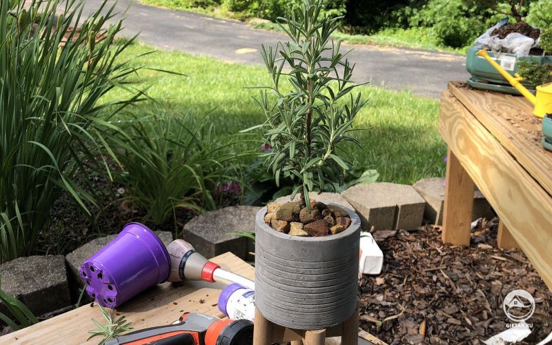 Розмарин: молодой проект нового бонсая