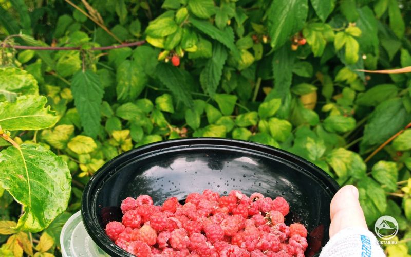 Собираю лесную малину