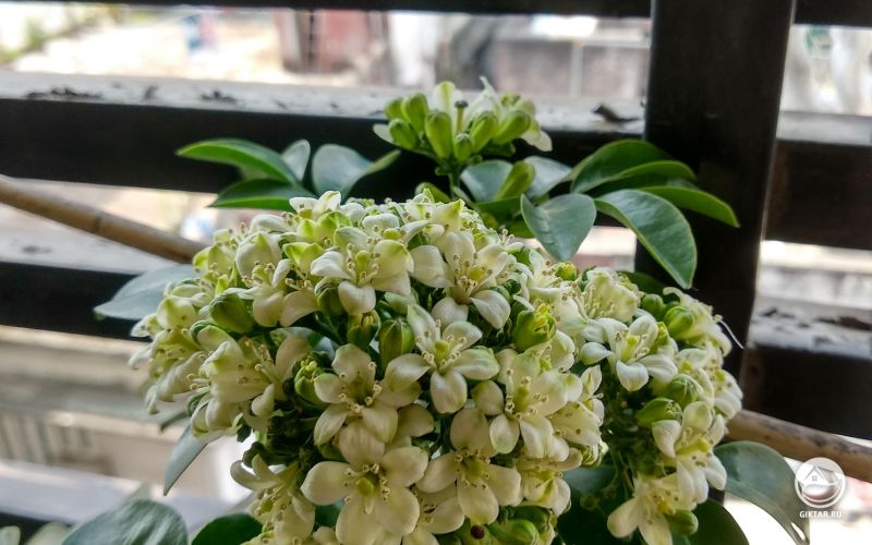 Муррайя метельчатая