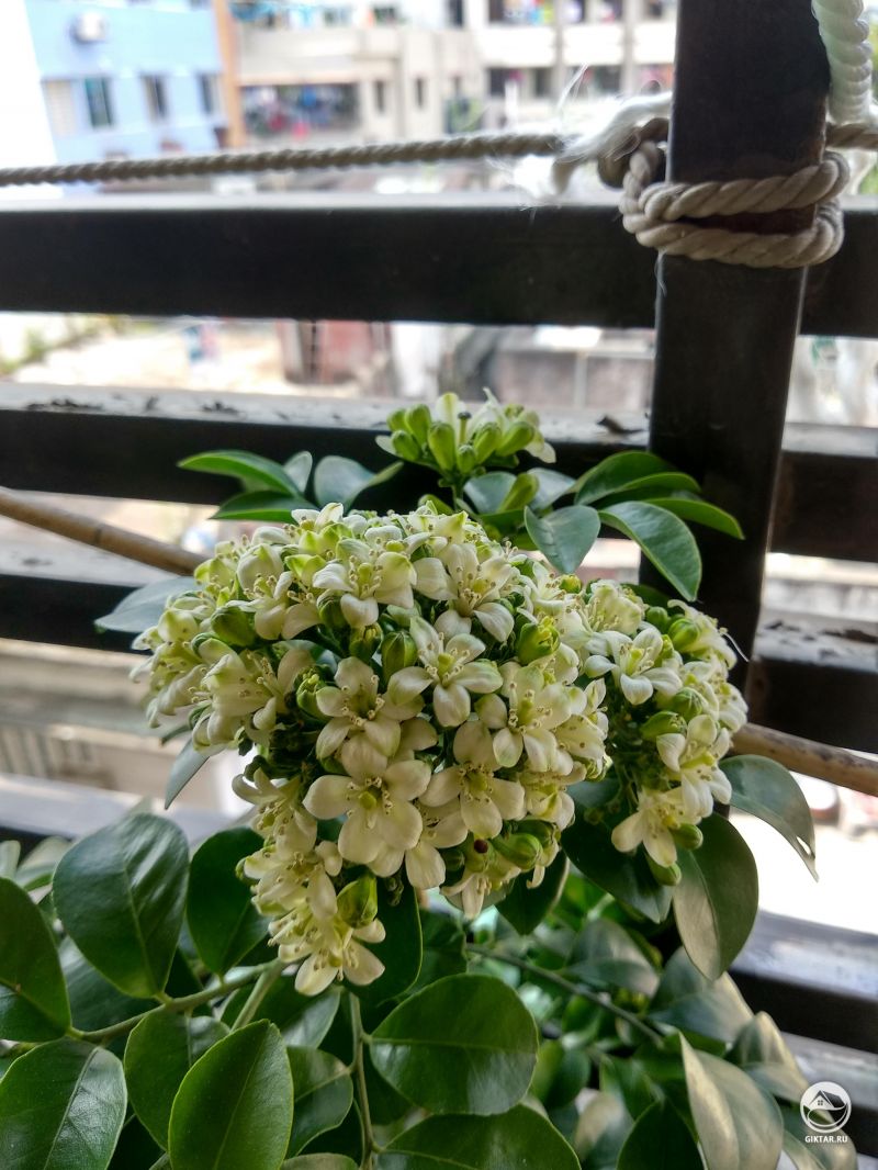 Муррайя метельчатая