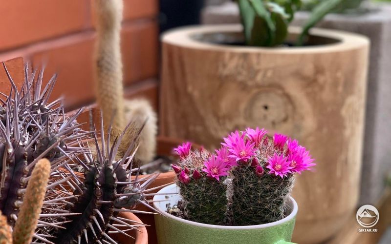 Маленький кактус зацвел