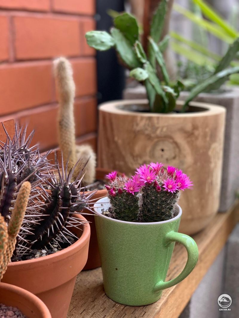 Маленький кактус зацвел