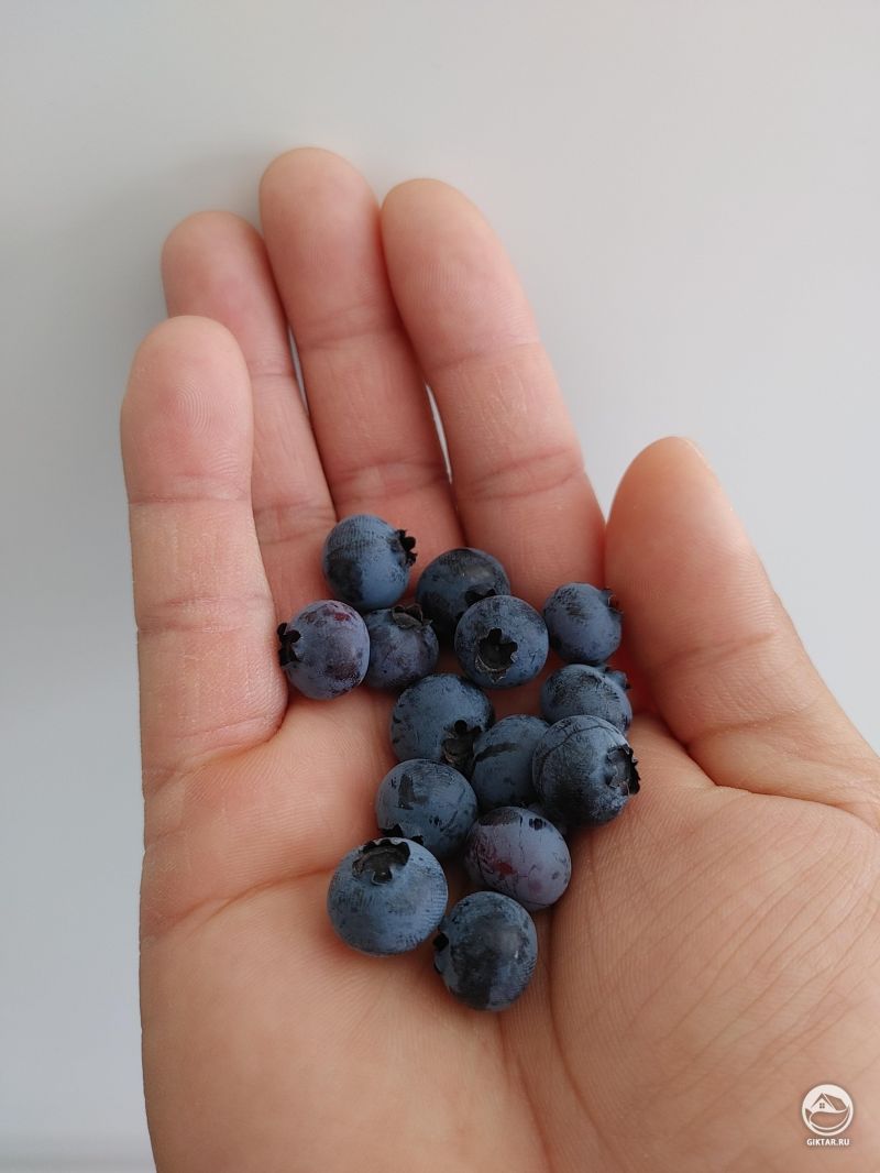 Урожай голубики