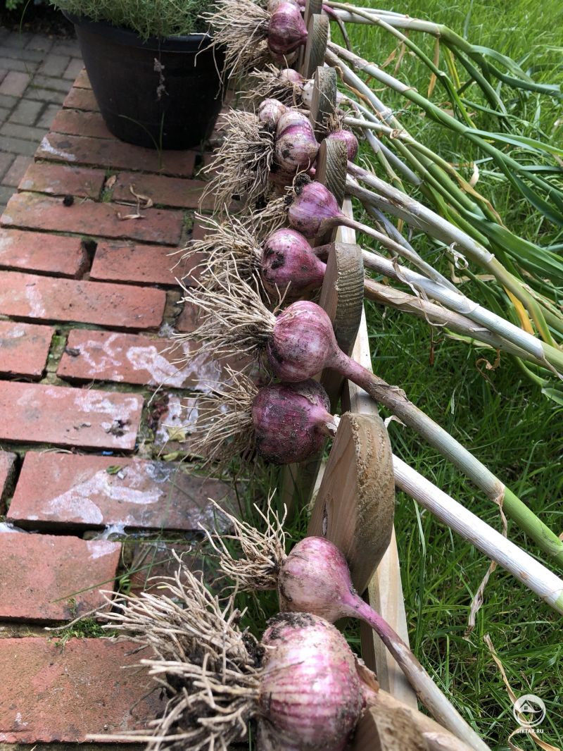 Время уборки чеснока... так горжусь! Это было восхитительно!