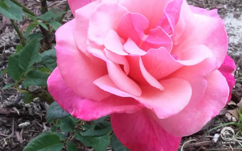 Цветущая роза