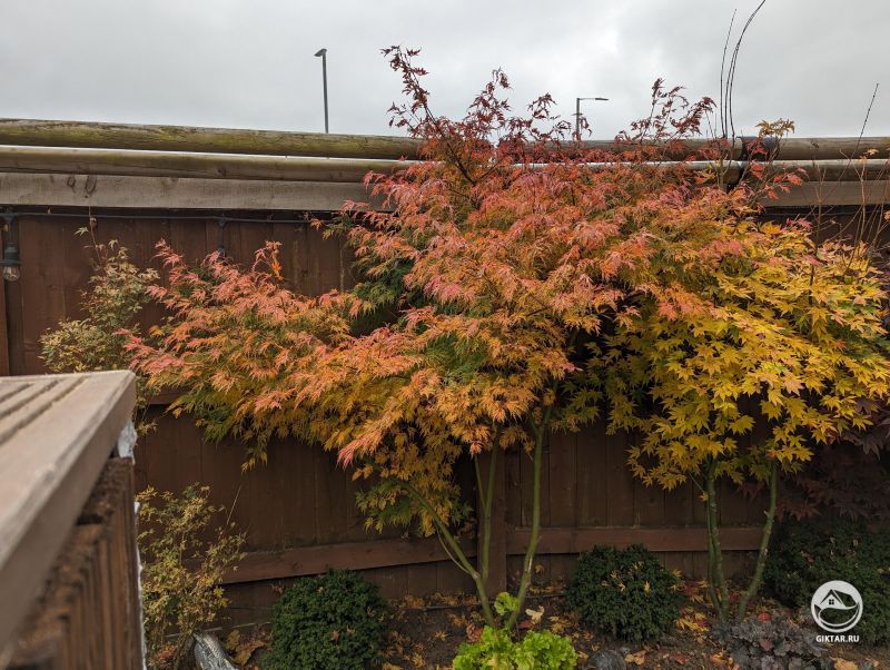 Клен дланевидный Сейрю