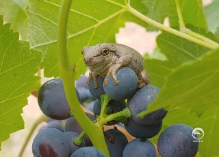 Лягушонок спрятался в винограде
