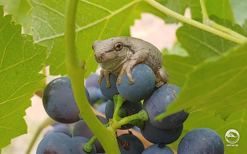 Лягушонок спрятался в винограде