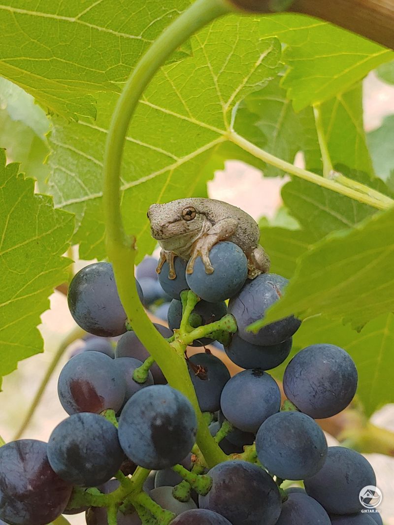 Лягушонок спрятался в винограде