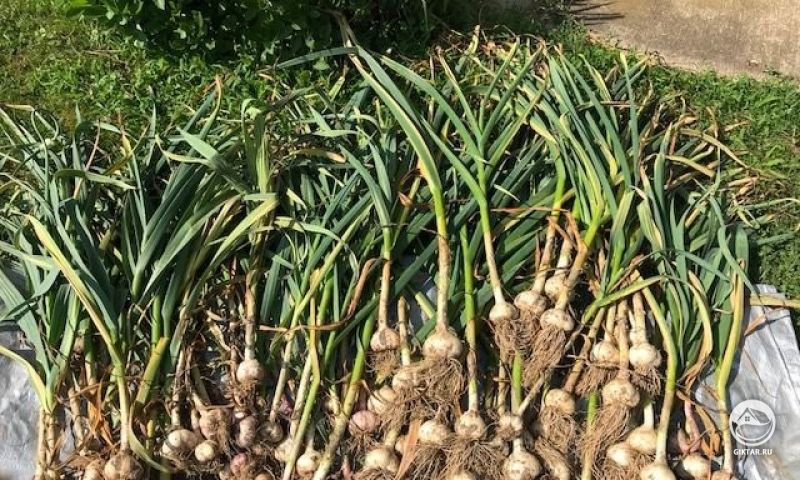 Удивительный чеснок в огороде моей мамы