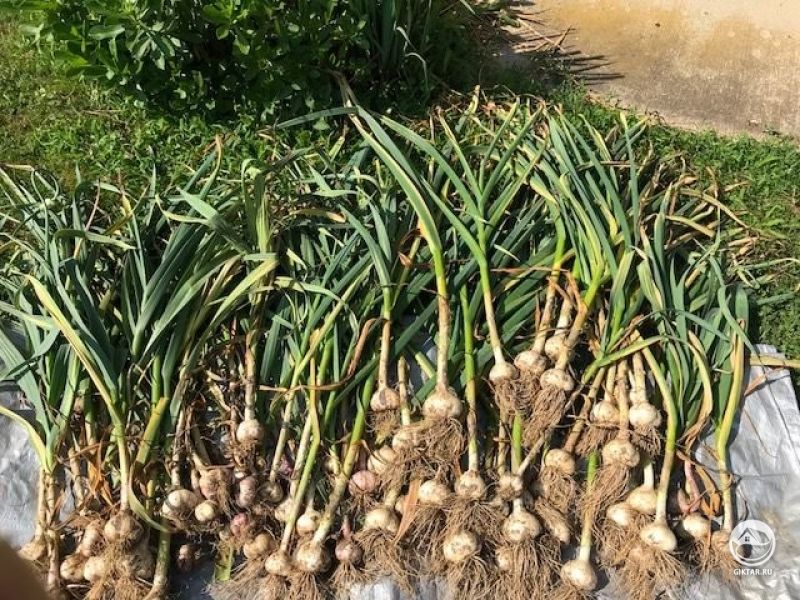 Удивительный чеснок в огороде моей мамы