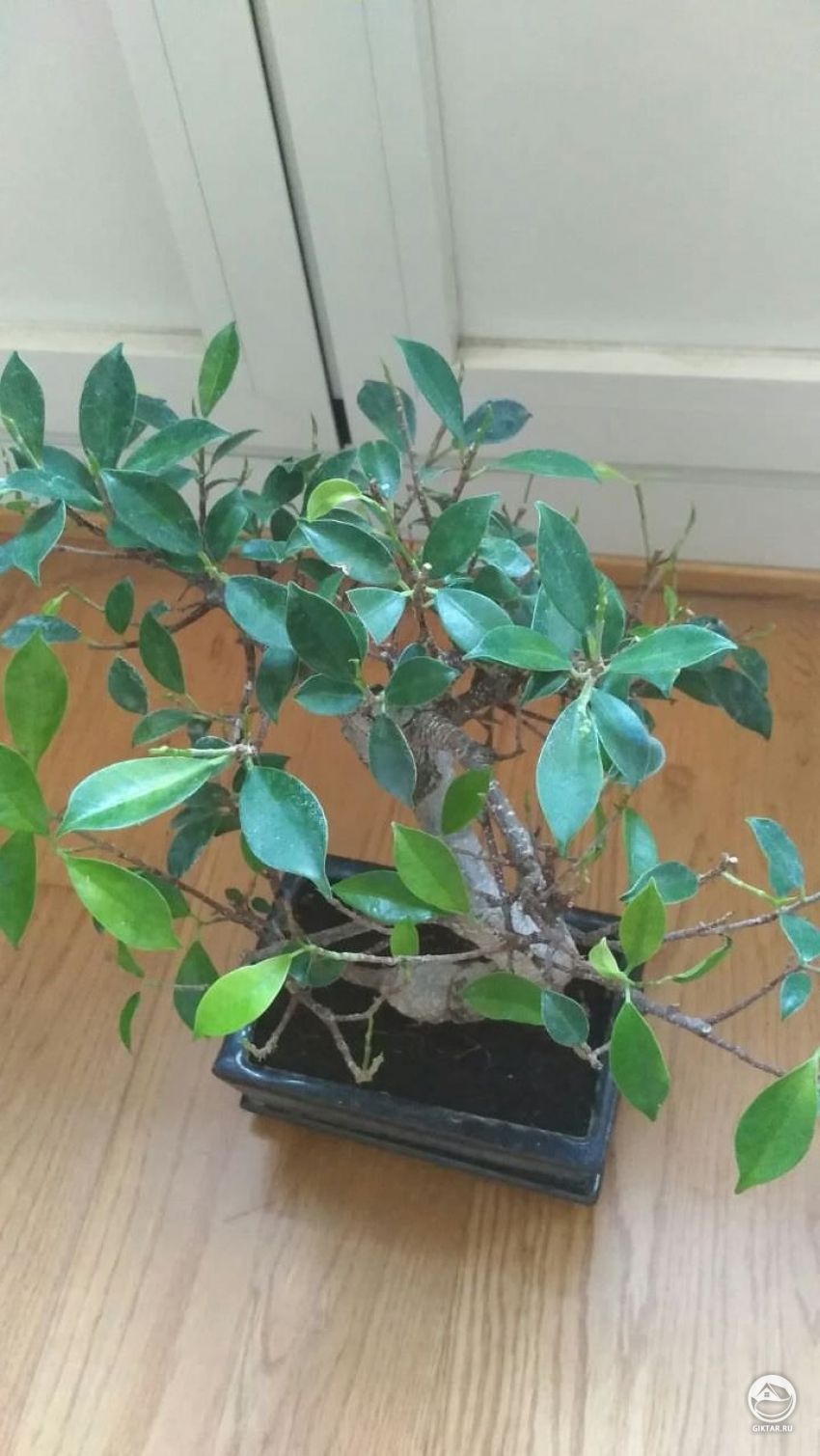 Проблемы с новым фикусом. Как за ним ухаживать?