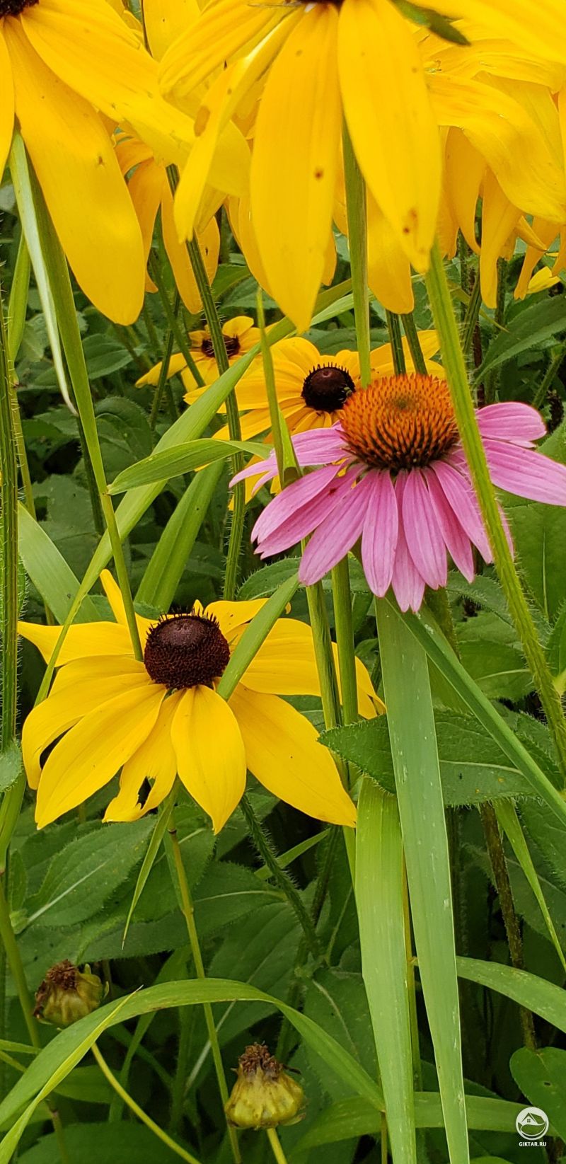 Эхинацея пурпурная и рудбекия