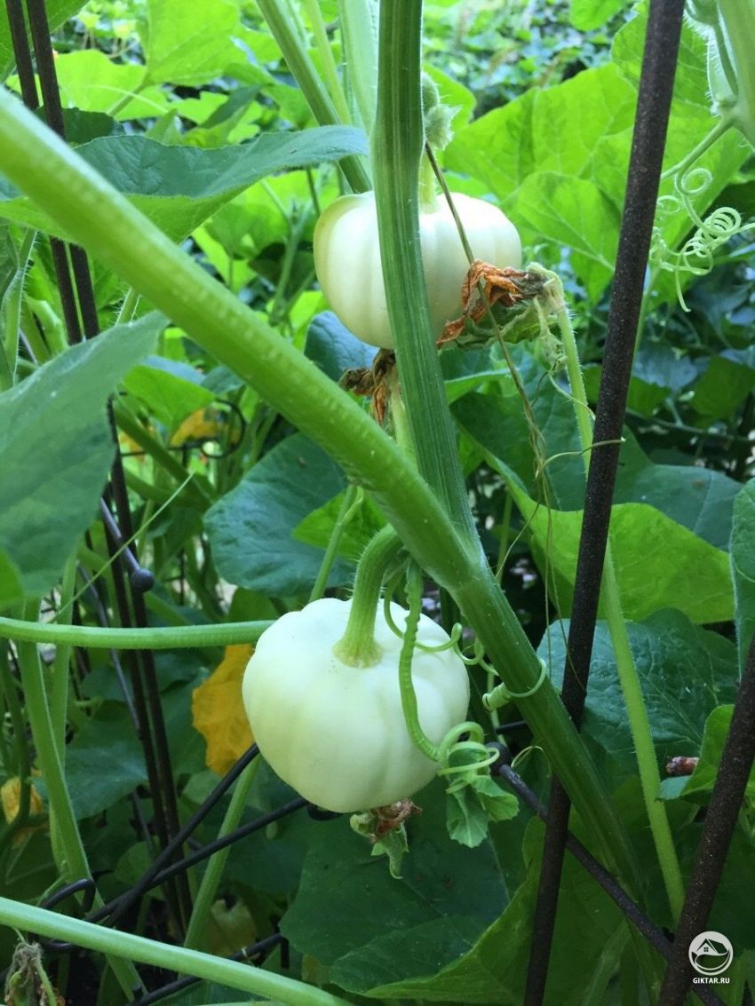 Что это за растение растет в моем саду?