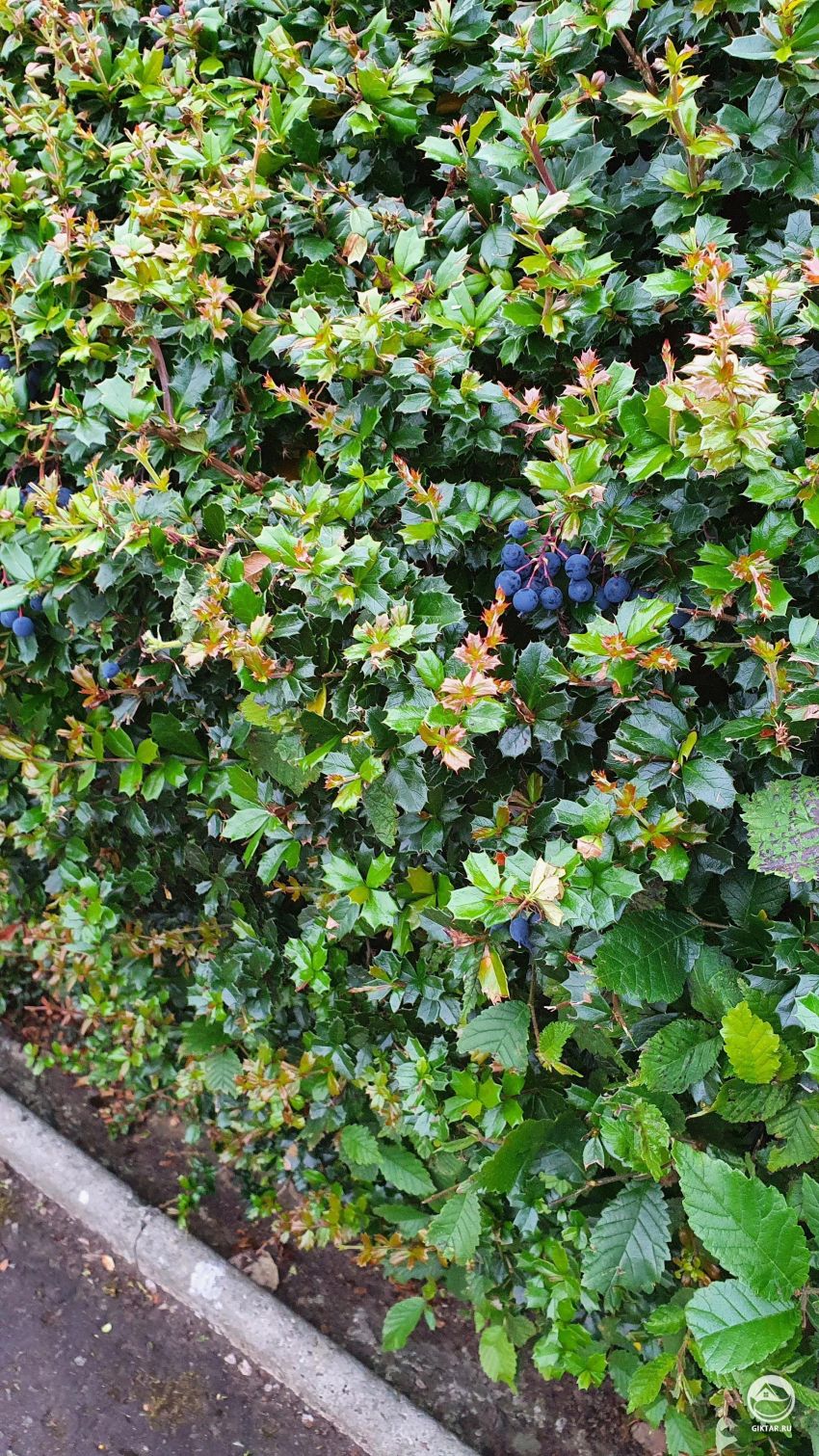 Что это за ягода?