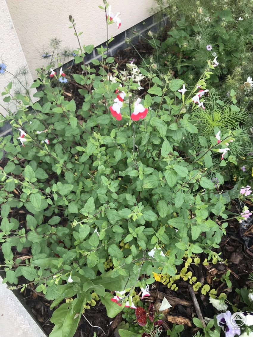 Что это за растение с бело-красными цветками?