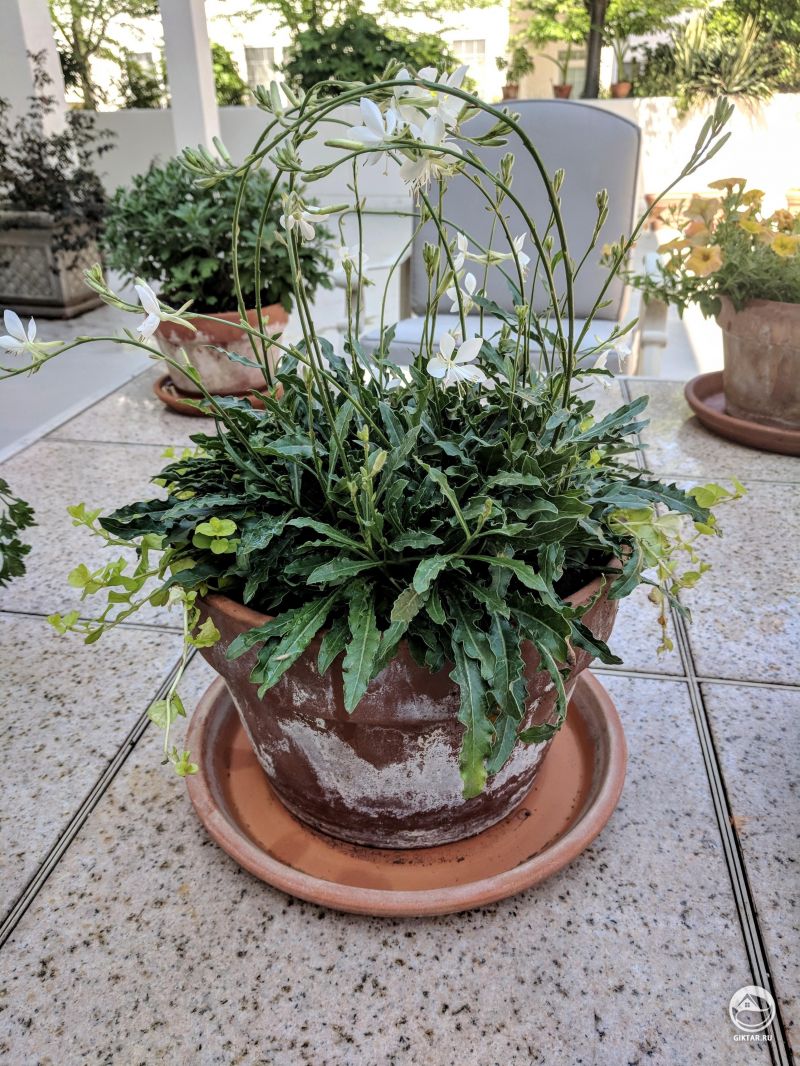 Удивительный цветок