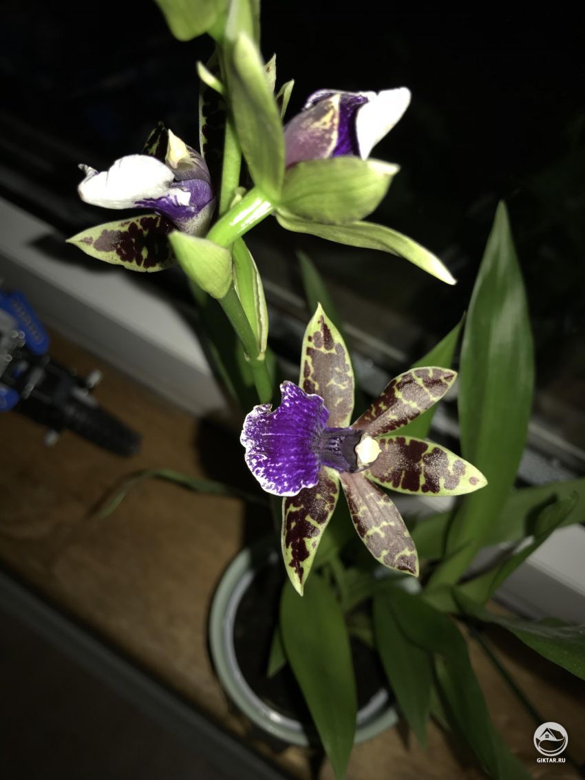 Помогите выяснить что это за орхидея