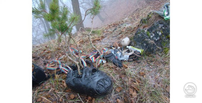 Использование лесного материала для формирования бонсай — это отличная возможность получить опыт с ямадори